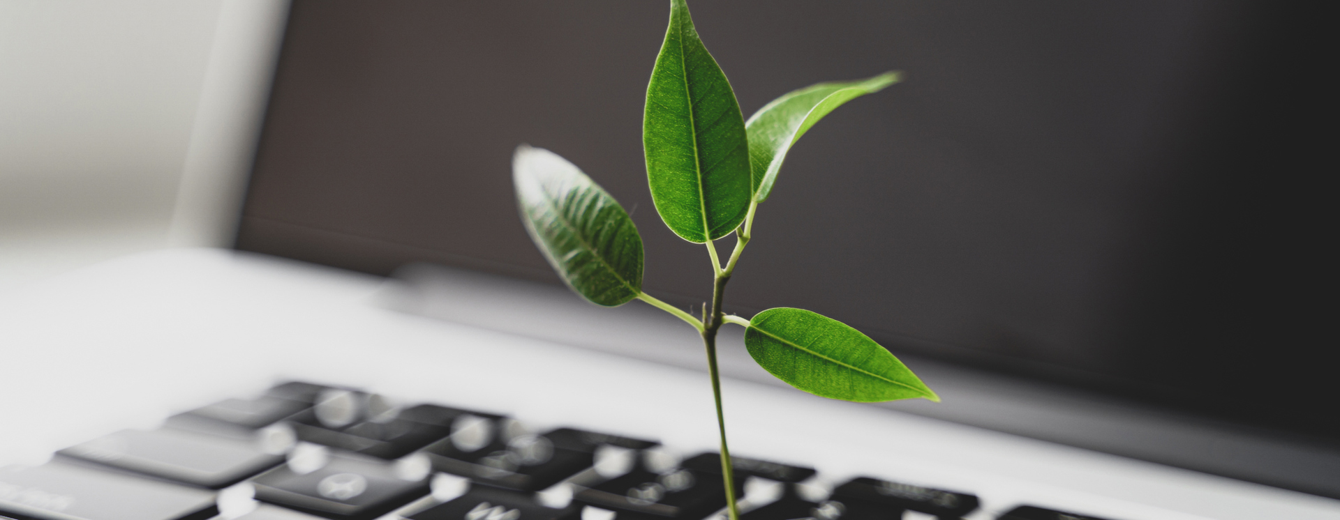 Liten planta växer ur tangentbord på laptop, symbol för hållbar IT, cirkulär ekonomi och miljövänlig teknik
